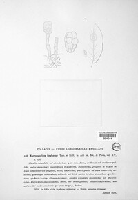 Macrosporium sophorae image